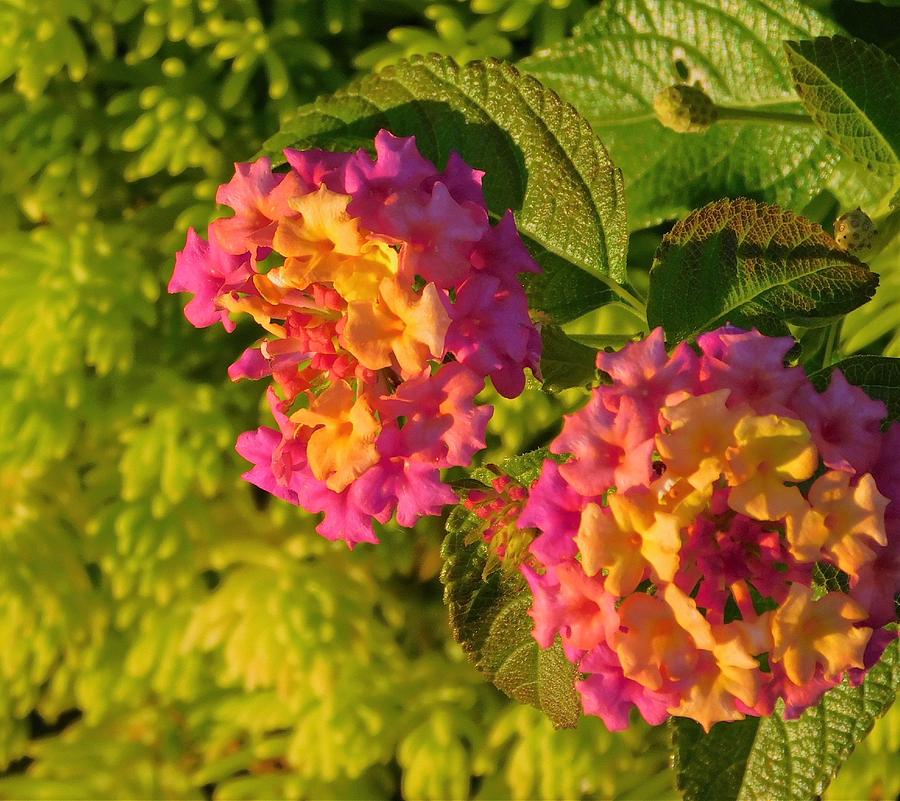- Pink and Yellow Flowers Photograph by THERESA Nye
