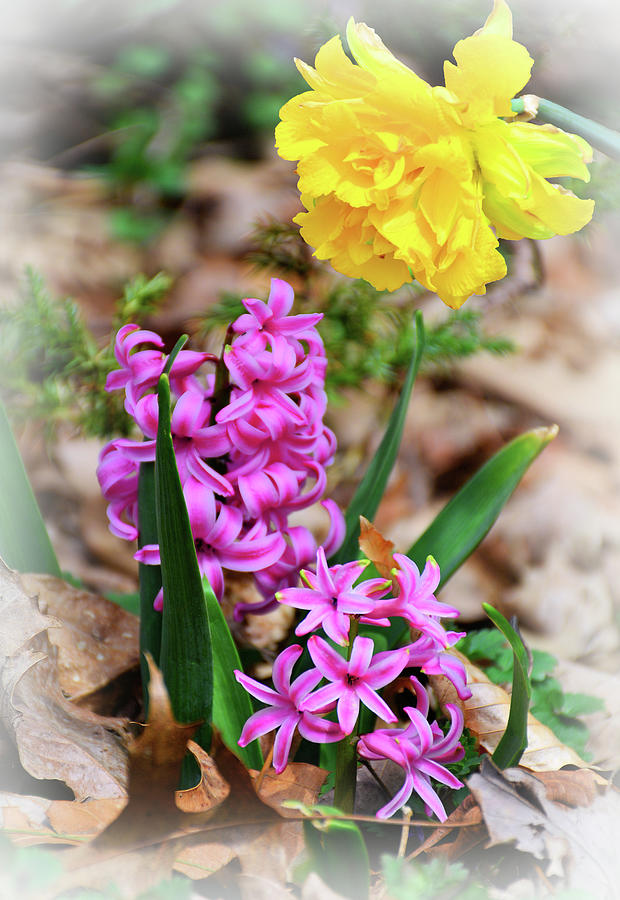 Pink And Yellow Garden Flowers Digital Art