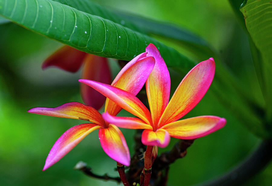 Pink and Yellow Plumeria Photograph by Anthony Jones