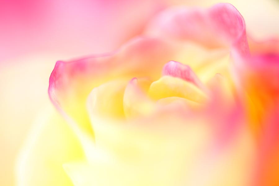 Pink And Yellow Rose Photograph by Yoruko