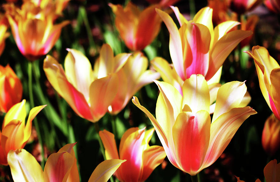 Tulip Photograph - Pink And Yellow Tulips by Cynthia Guinn