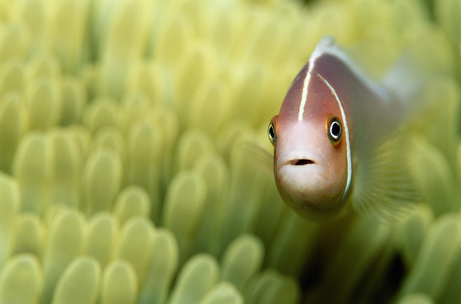 Pink Anemone Fish Close-up Photograph by Michael Aw