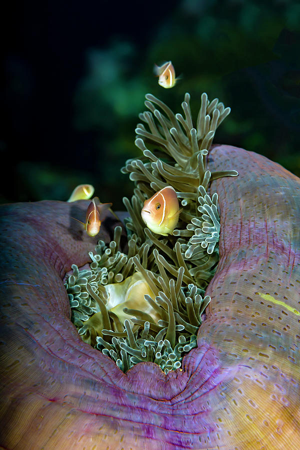 Pink Anemonefish In Its Host Anemone Photograph by Bruce Shafer