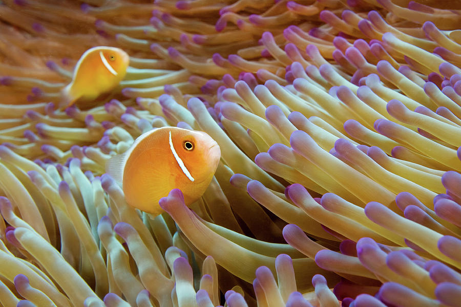 Pink Anemonefish Photograph by James R.d. Scott
