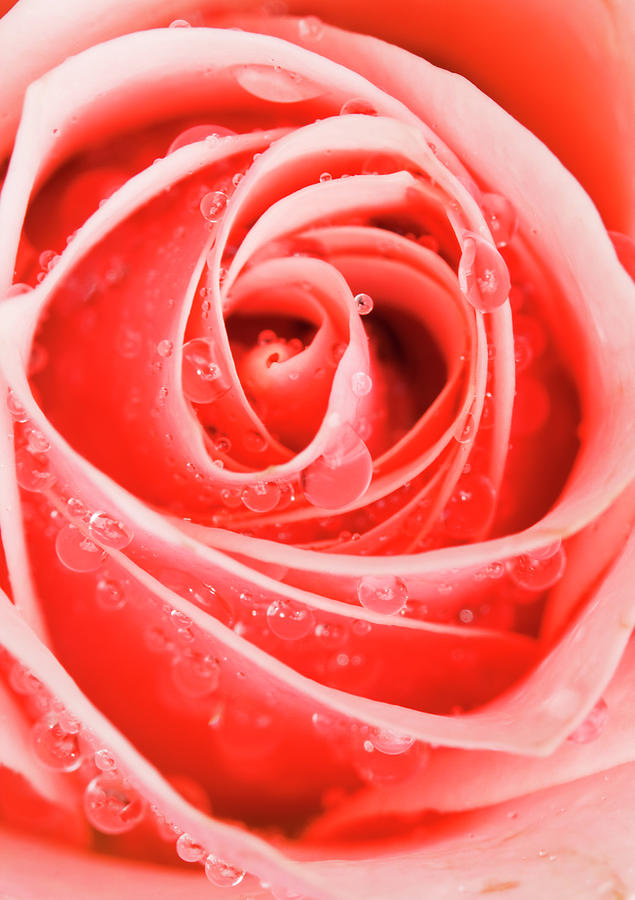 Pink Rose by Anna Yanev Pink Rose by Anna Yanev