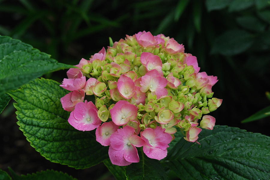 Pink Annabelle Hydrangeas Photograph by Ee Photography