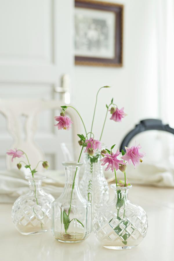 Pink Aquilegia Flowers In Faceted Glass Vases Photograph by Cecilia Mller