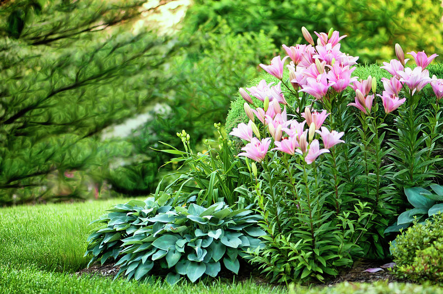 Pink Asiatic Lilies And Hostas Photograph by Maria Mosolova