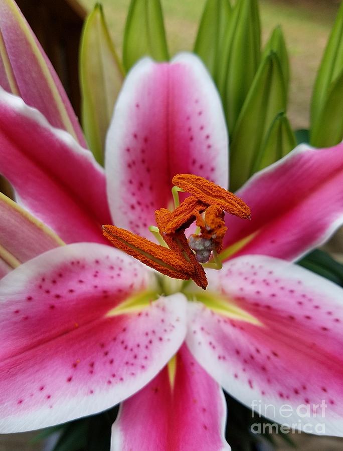Pink Asiatic Lily Photograph by Maria Urso