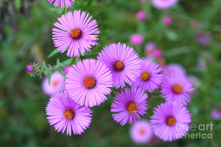 Magenta Photograph - Pink Aster Flowers In Autumn by Tmsara