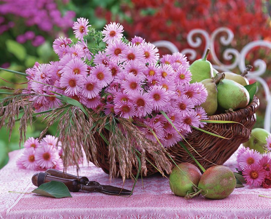 Pink Asters, Meadow Grass And Pears In A Basket Photograph by Friedrich Strauss