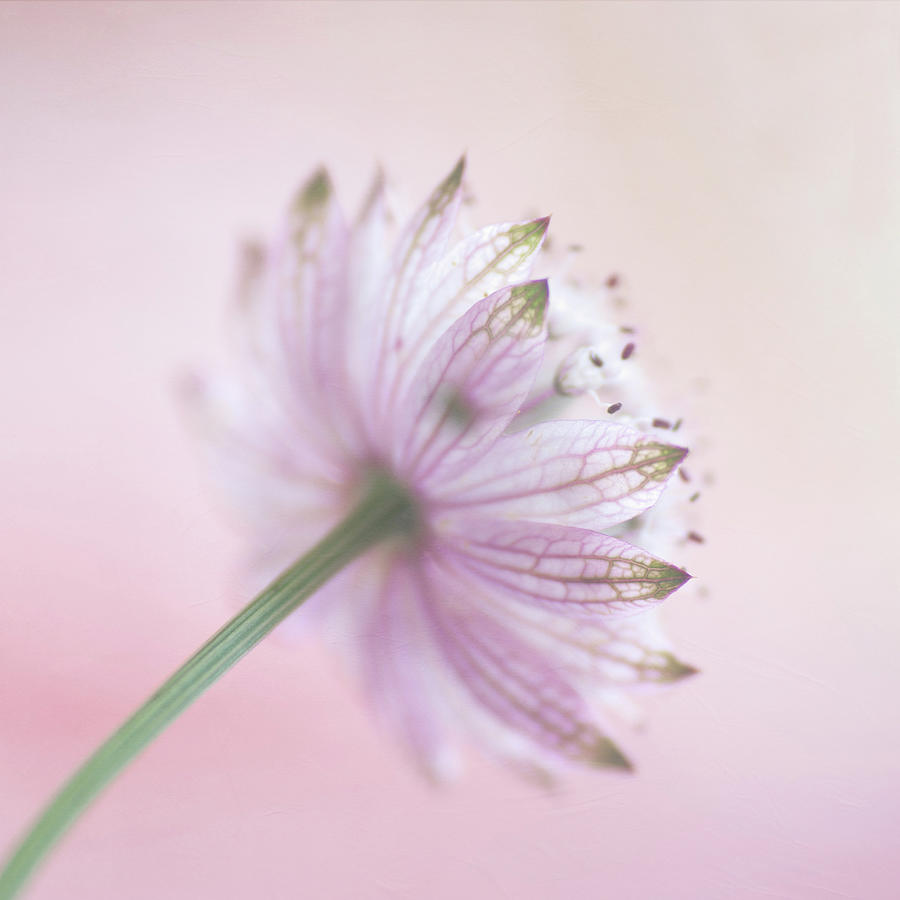 Pink Astrantia Photograph by Jill Ferry