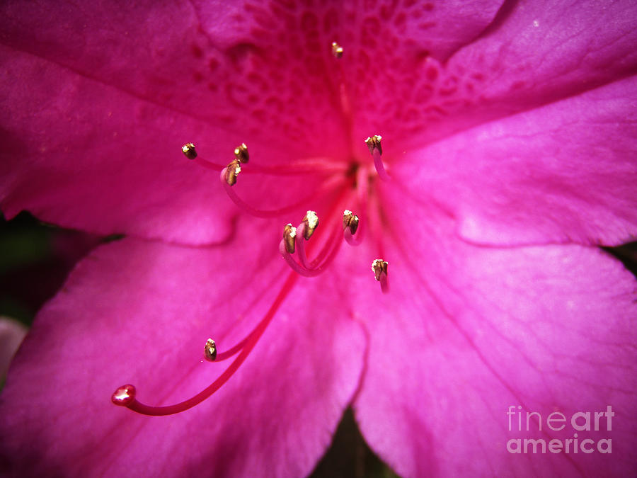 Pink Attraction Photograph by Robert Knight
