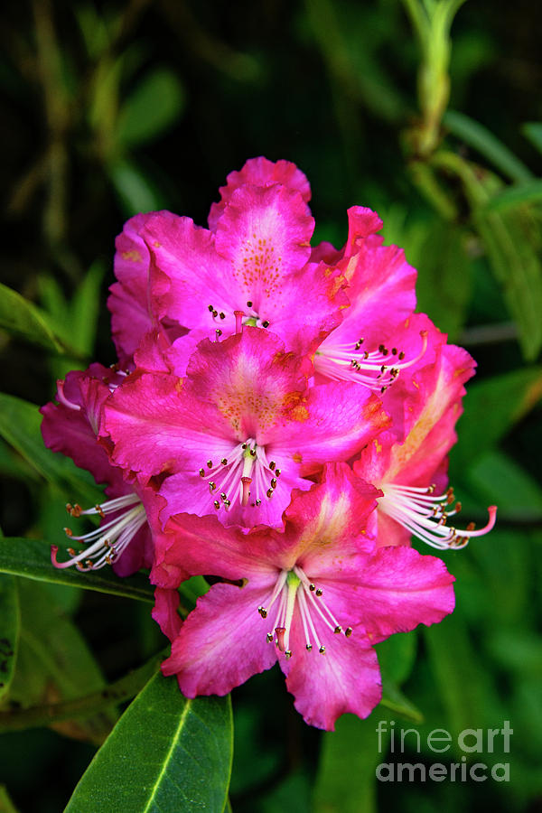 Pink Azalea Blooms Photograph by Bob Phillips