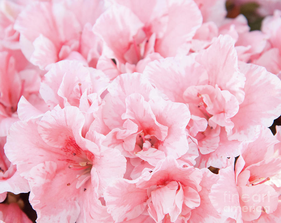 Flower Photograph - Pink Azalea Flower Dream #2 #floral #decor #art by Anita Bella Jantz