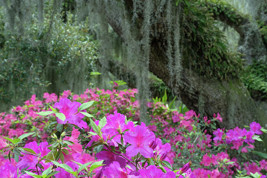 Pink Azaleas and Oak Tree Draped in Moss Photograph by Bruce Gourley