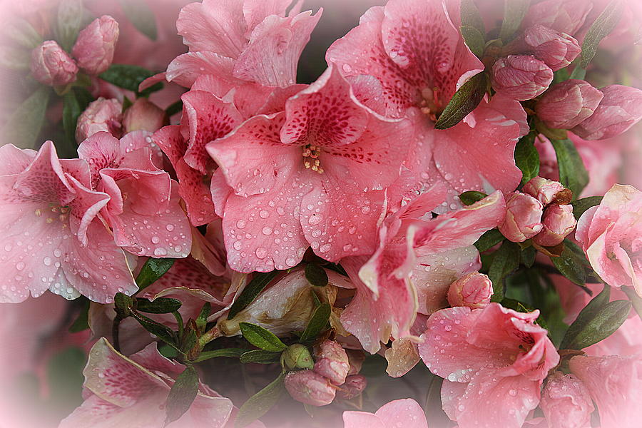 Spring Photograph - Pink Azaleas in Early Spring by Dora Sofia Caputo