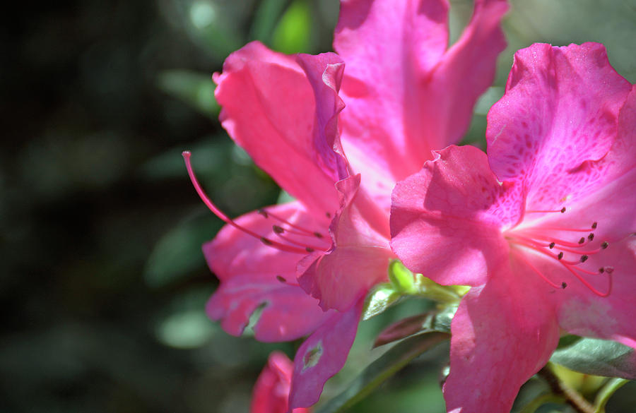 Pink Azaleas in Full Bloom Photograph by Bruce Gourley