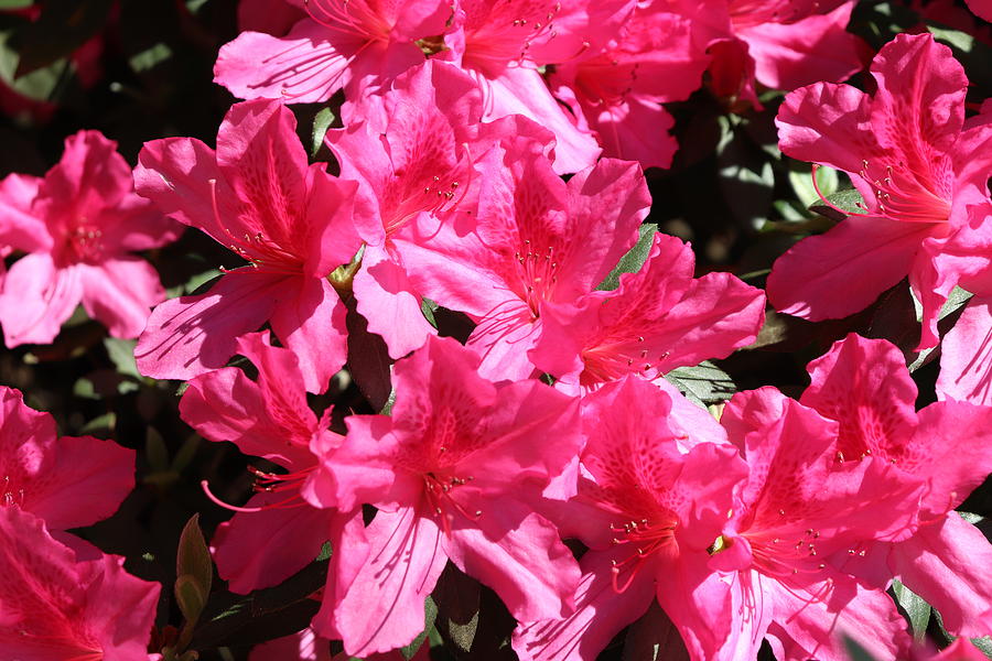 Pink Azaleas Photograph by Sheila Quick - Fine Art America