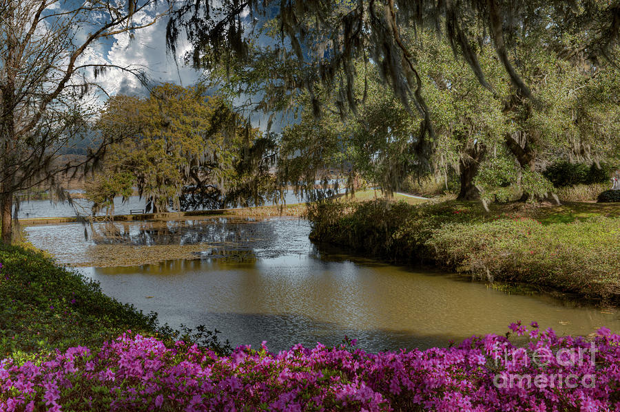 Pink Azaleias Blooming - Spring at Middleton Place by Dale Powell Pink Azaleias Blooming - Spring at Middleton Place by Dale Powell
