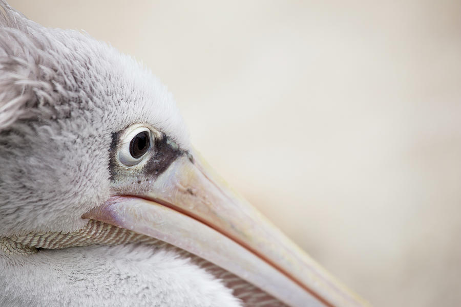 Pink Backed Pelican Photograph by Karol Livote