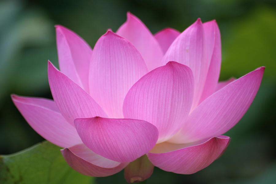 Pink Backlit Lotus - Largest Collection Photograph by Narcisa