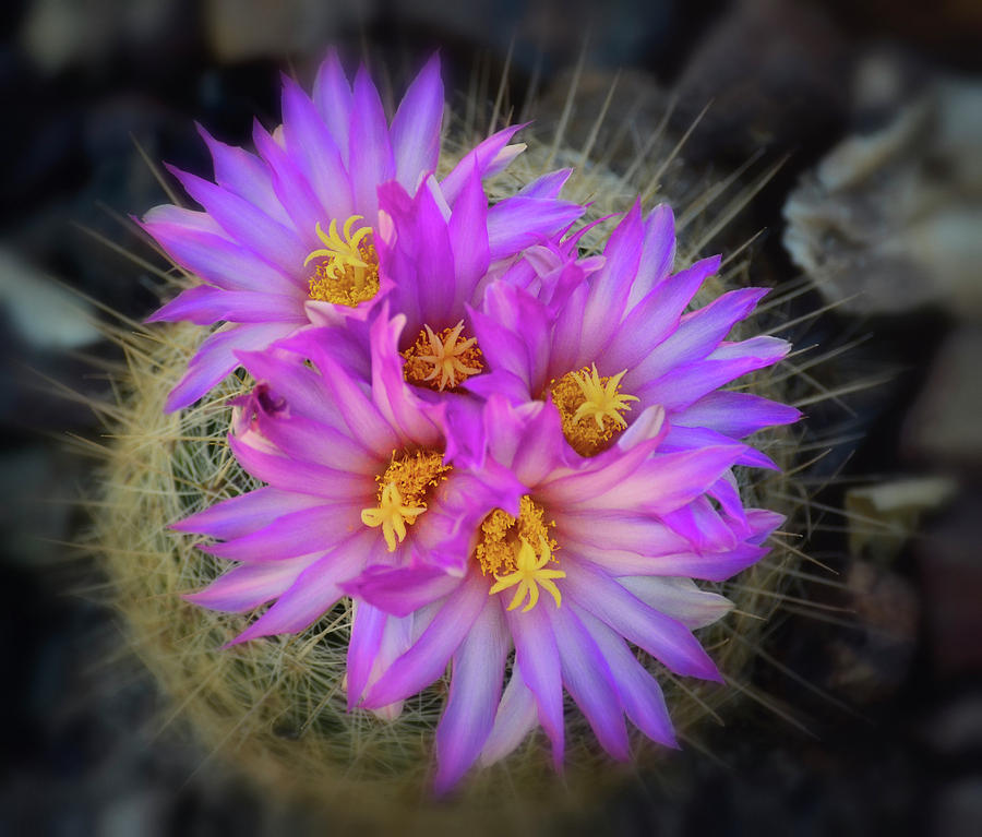 Pink Barrel Cactus Flowers  Photograph by Saija Lehtonen