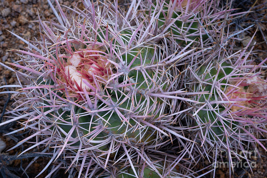 Sunset Photograph - Pink Barrel Cactus  by Michael Ver Sprill