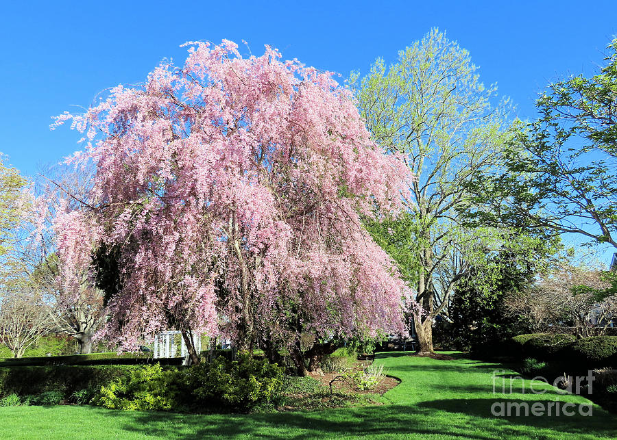 Pink Beauty in Spring Photograph by Janice Drew