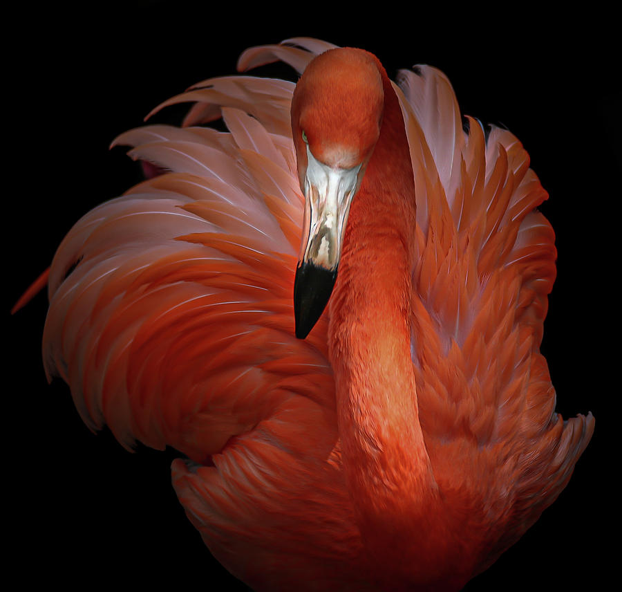 Flamingo Photograph - Pink Beauty by Kamera