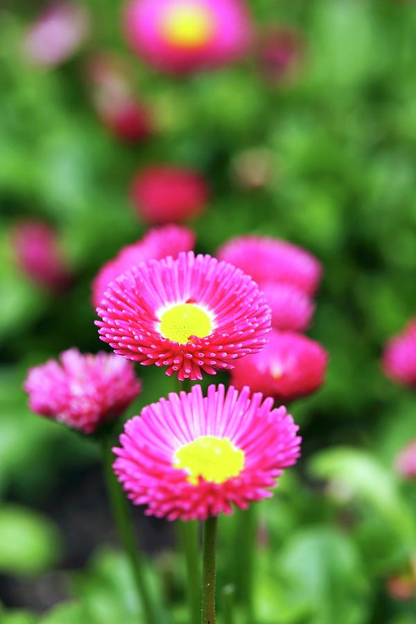 Pink Bellis Photograph by Angelica Linnhoff