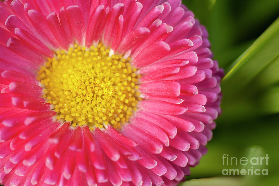 Pink Bellis daisy close up Photograph by Simon Bratt