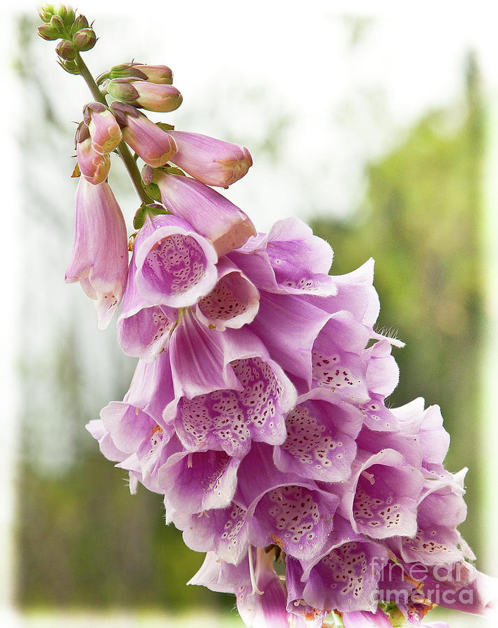 Pink Bells Photograph by Wayne Heim - Fine Art America