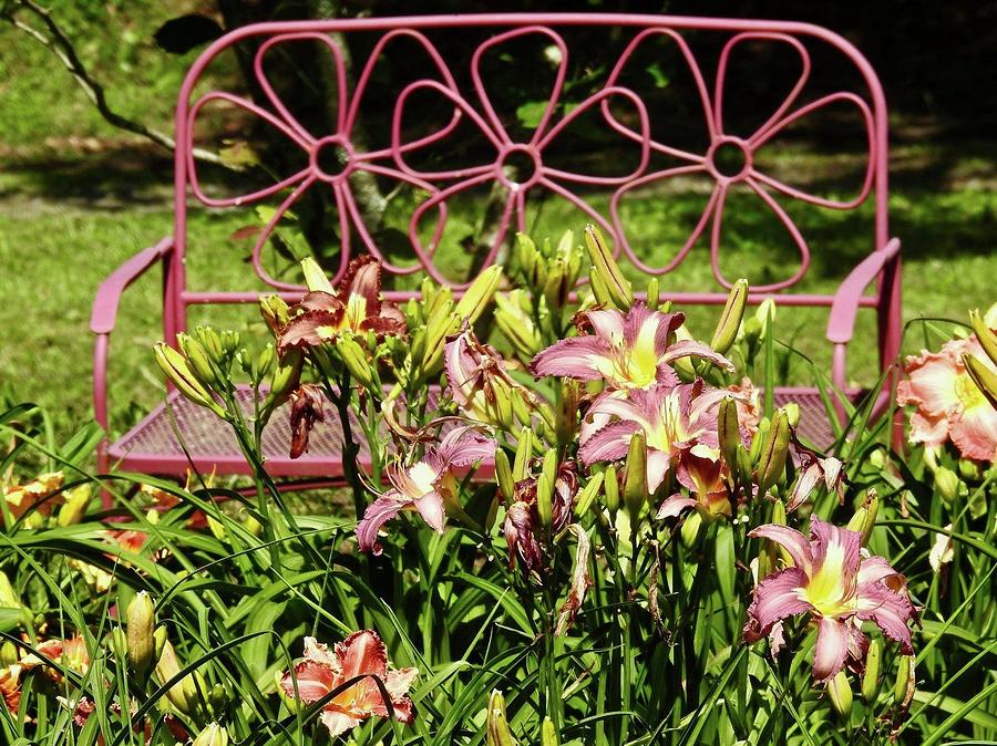 Pink Bench With Lilies Photograph by Kathy Chism