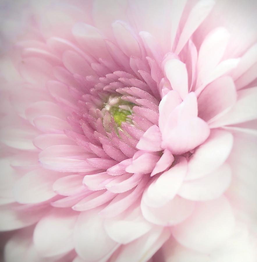 Flower Photograph - Pink by Benyamin Riahy