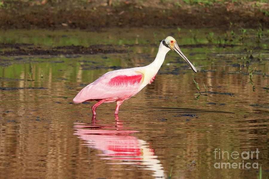 Pink Bird in the Marsh Photograph by Carol Groenen