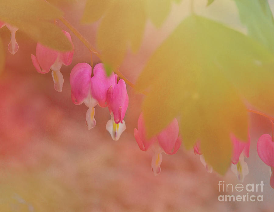 Pink Bleeding Hearts by Pam Holdsworth Pink Bleeding Hearts by Pam Holdsworth