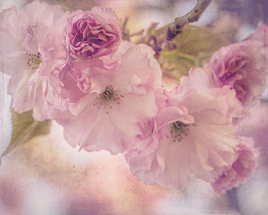 Pink Bliss Photograph by Tammy Webster - Fine Art America