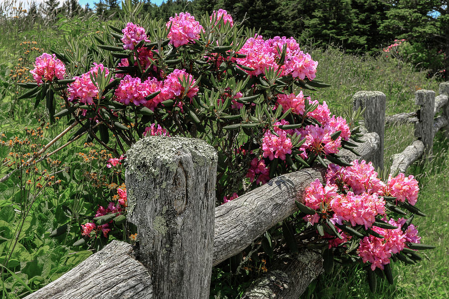Pink Bloom by Ronald Santini Pink Bloom by Ronald Santini