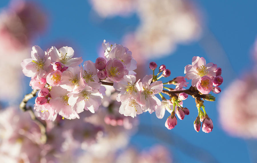 Pink Blooming Cherry Blossom Branch In Front Of A Blue Sky Photograph by Chris Schfer