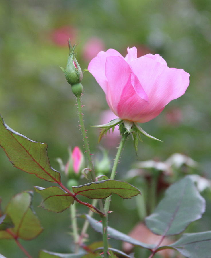 Pink Blooming Rose Photograph