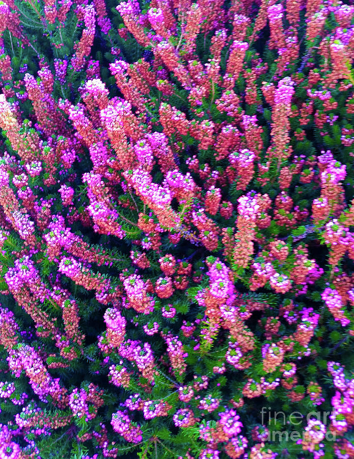 Pink Blooms  Photograph by Carol Eliassen