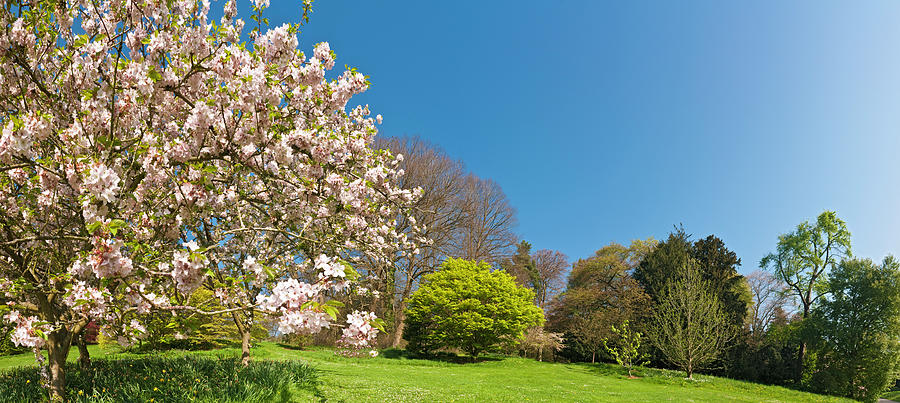 Pink Blossom Blooming Lush Green Spring Photograph by Fotovoyager