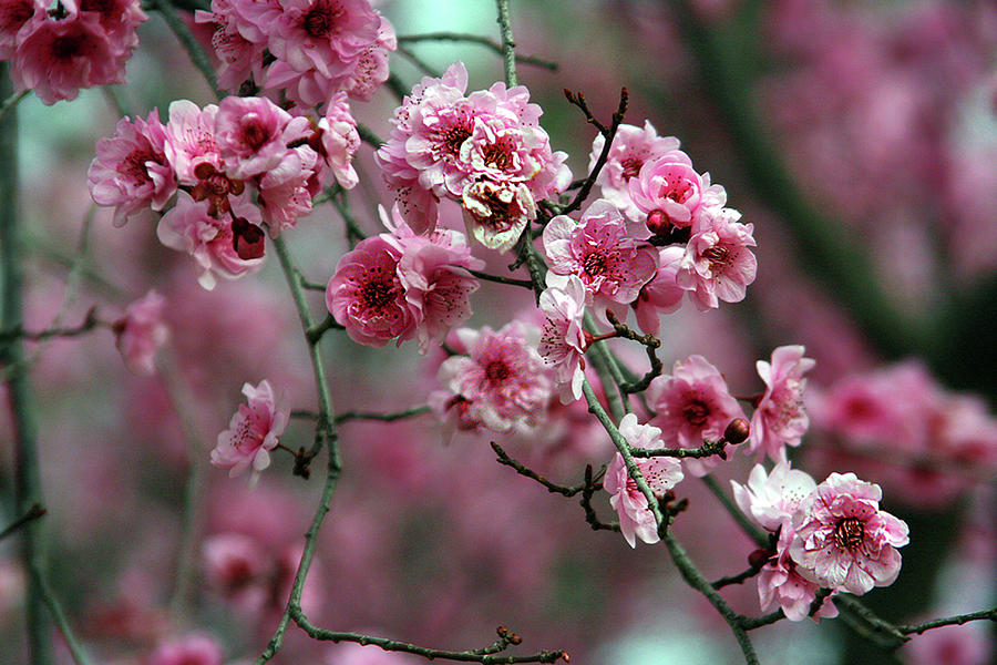 Pink Blossom Photograph by Photo By Marcia Luly