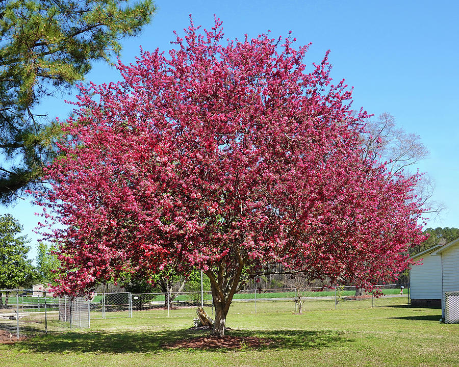 Pink Blossom Tree Photograph by Mike McGlothlen