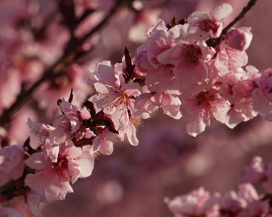 Pink Blossoms Photograph by Brett Harvey
