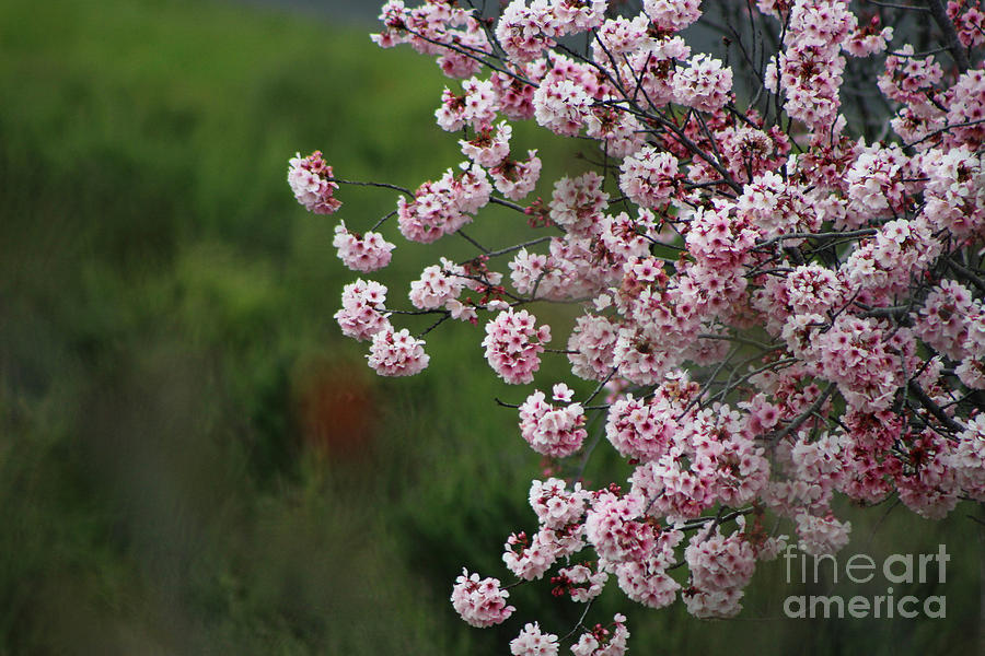 Pink Blossoms in Foreground at Reagan Library on Deep Green Background Photograph by Colleen Cornelius