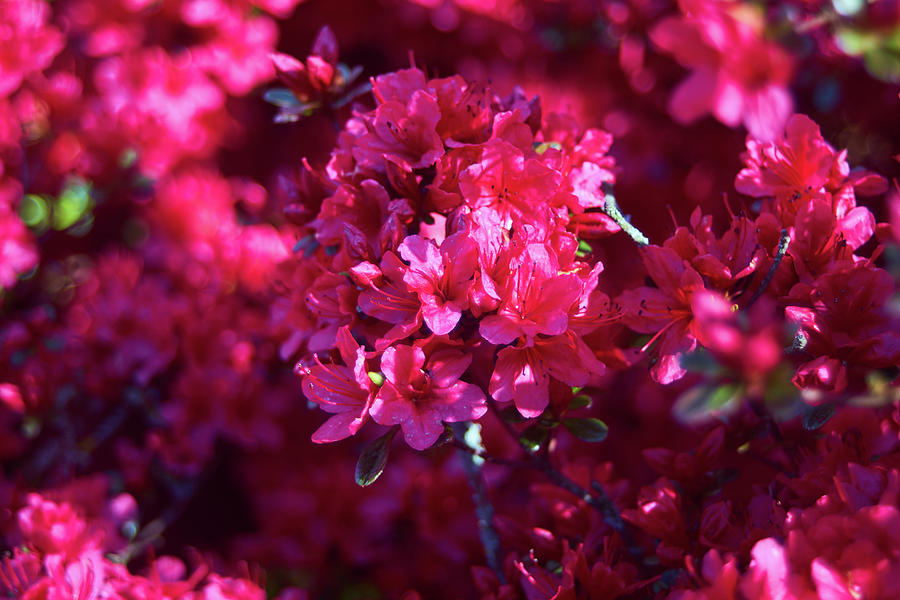 Background Photograph - Pink blossoms by Lukas Kerbs Background Photograph - Pink blossoms by Lukas Kerbs