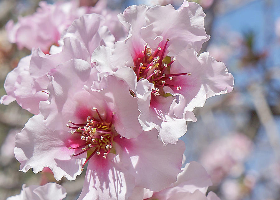Pink Blossoms Photograph by Mariola Szeliga