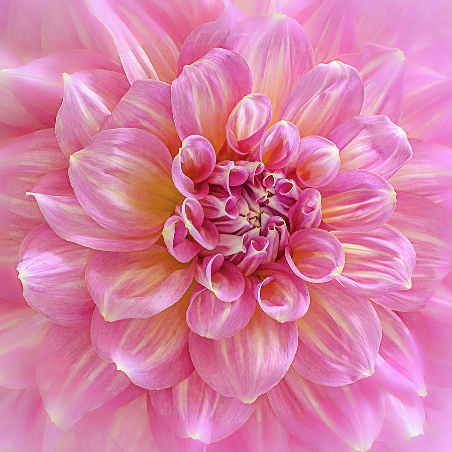 Pink Blush Dahlia Photograph by Julie Palencia